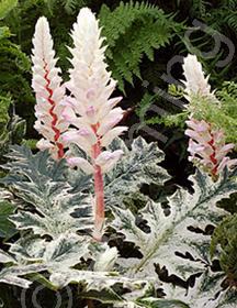 Acanthus 'Whitewater'